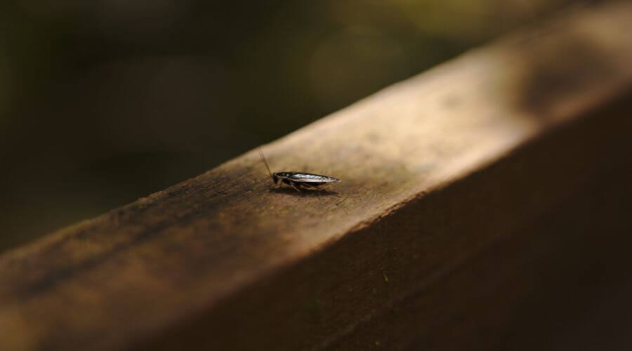 Why choose Karachi Pest Management Solutions for rodent control karachi in Karachi